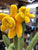 Jellycat Amuseable Daffodil Plush 12"