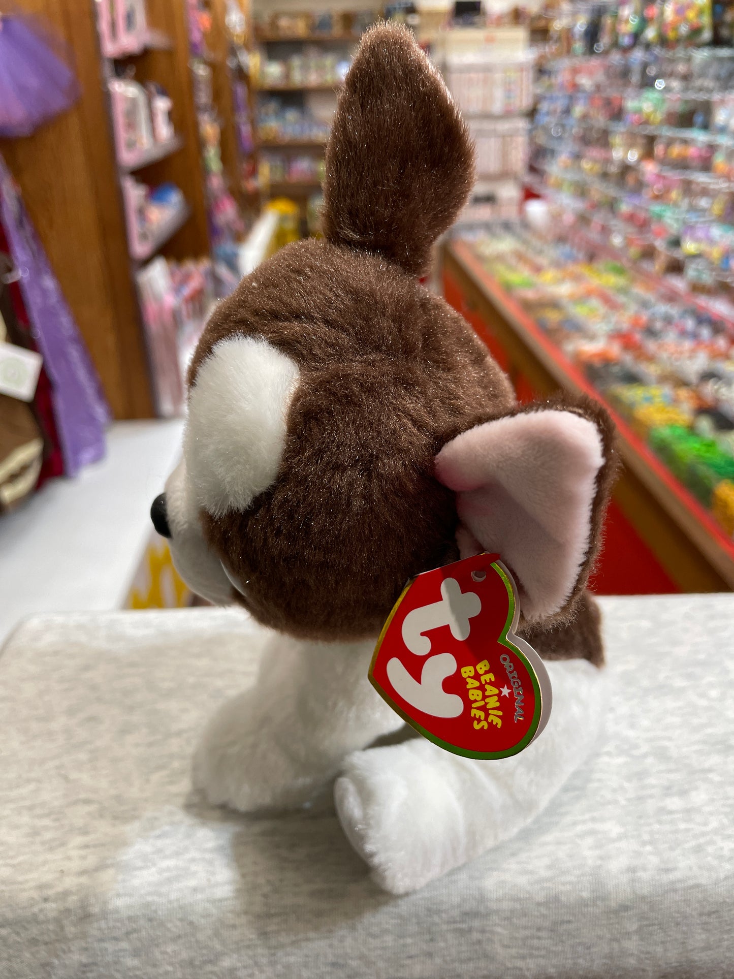 Ty Beanie Baby Portia Boston Terrier plush toy in store, showing brown and white fur, pink ears, and signature Ty tag