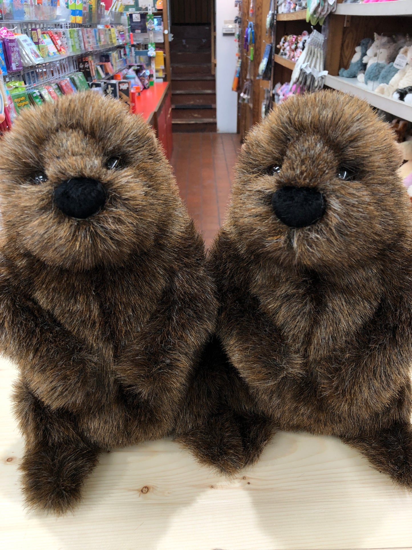 Realistic Douglas Chuckwood groundhog plush toys in toy store, showcasing soft brown fur and lifelike features