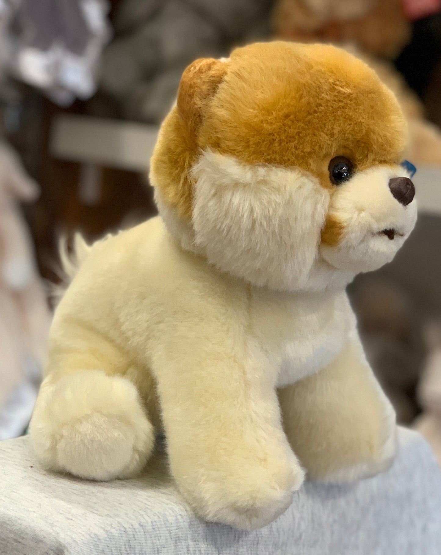 Gund BOO plush toy, adorable Pomeranian dog with short fluffy fur, sitting on light surface, 9-inch size