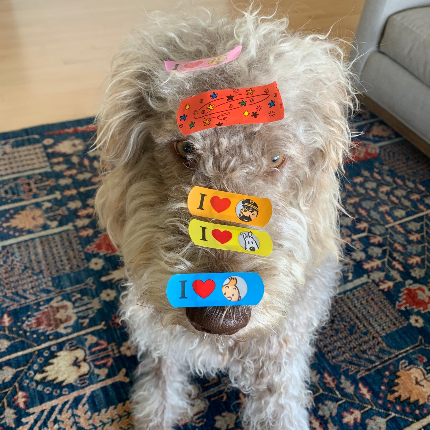 Fluffy dog wearing colorful Tintin-themed sticking-plasters, showcasing classic characters from the comic series