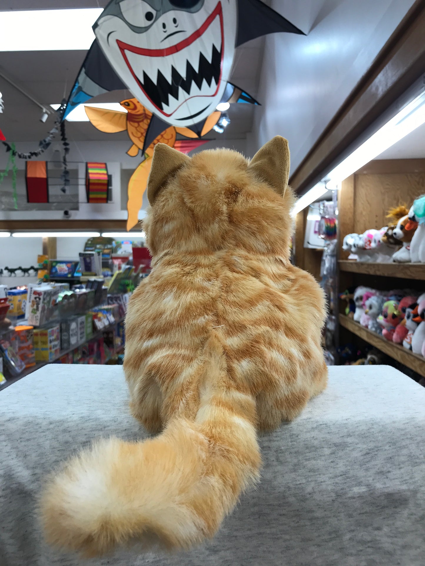 Orange tabby kitten puppet sitting in toy store, facing shark decoration and shelves of plush toys