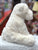 Jellycat Perry Polar Bear Medium Plush 10"