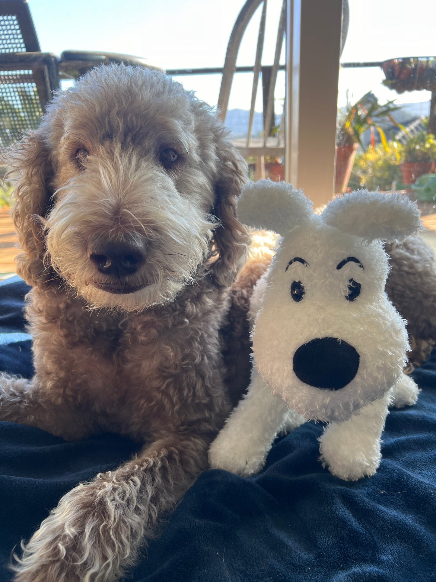 A close-up photograph comparing a fluffy, light brown Labradoodle with a 14.5-inch plush Snowy toy from Tintin. The soft white stuffed dog sits next to the real dog on a dark blue blanket, providing a clear visual scale of the plush toy's size.