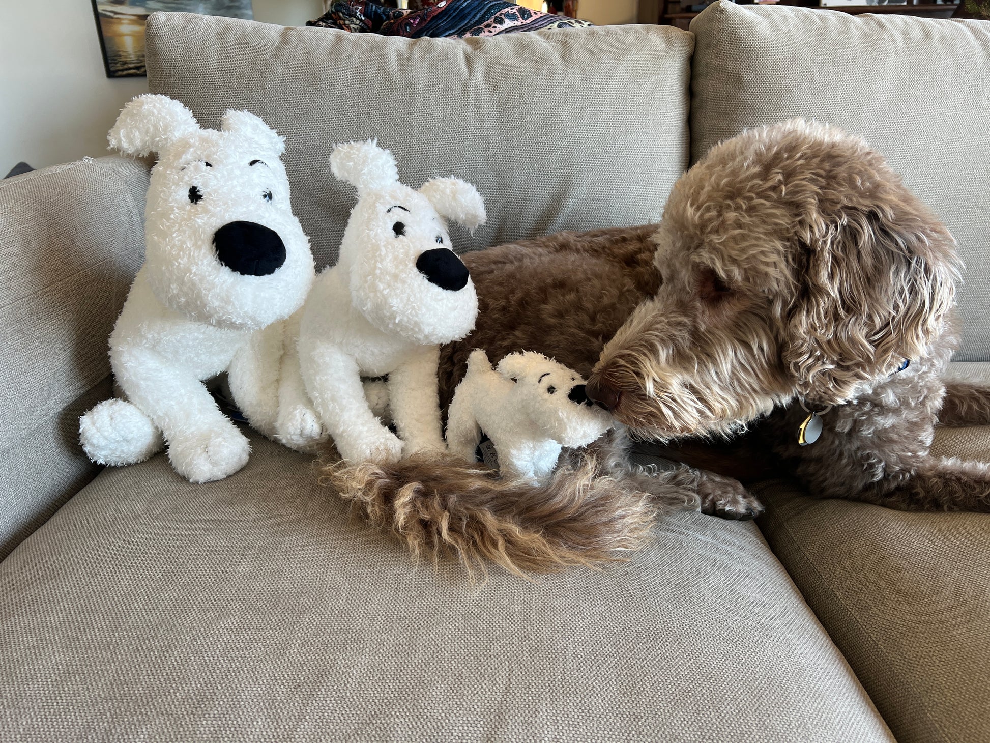 A large brown and white labradoodle lies on a beige couch, gently resting its nose against a collection of three white plush Snowy dogs of varying sizes—50cm, 37cm, and 20cm—lined up on the cushions next to it.