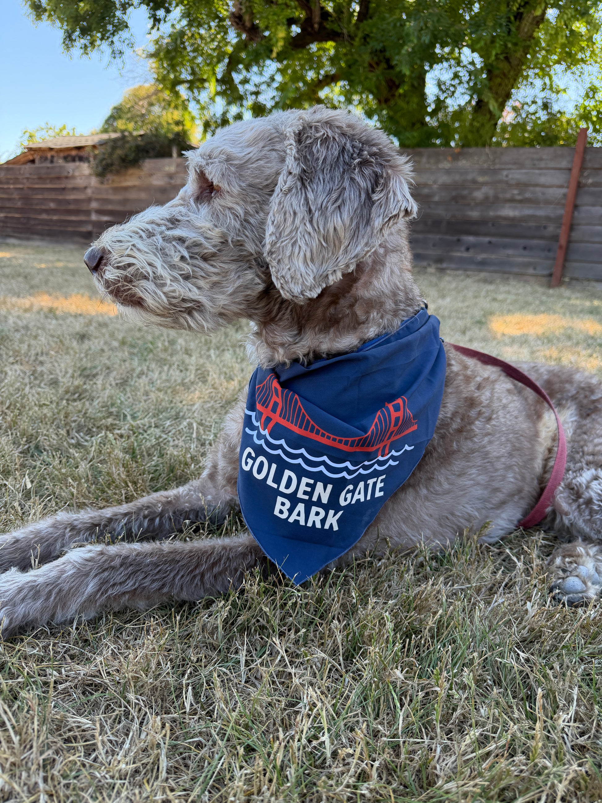 A fluffy silver and brown doodle dog named Hector lying on the grass while wearing a royal blue Golden Gate Bark dog bandana with a red suspension bridge graphic.
