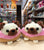 Douglas Pug Donut Plush 5"