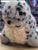 Jellycat Nauticool Spotty Seal Plush 5"