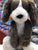 Jellycat Bashful Fudge Puppy Plush 12"