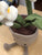 Jellycat Amuseable Cream Orchid Plush 12"