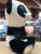 Ty Beanie Boo Bamboo Panda Plush 6”