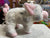 Douglas Leroy Black Spotted Pig Plush 7"