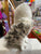 Douglas Legend Snowy Owl Plush 10"