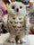 Douglas Legend Snowy Owl Plush 10"