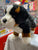 Douglas Stevie Bernese Mountain Dog Plush 10"