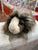 Douglas Ginny Mini Guinea Pig Plush 6.5"