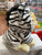 Gund World's Cutest Dog Boo Zebra Outfit 9"
