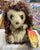 Folkmanis Hedgehog Puppet 7"