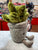 Jellycat Silly Succulent Jade Plush 6"