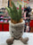 Jellycat Silly Succulent Aloe Plush 8"