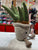 Jellycat Silly Succulent Aloe Plush 8"