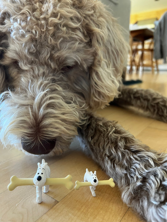 Curly-haired dog examining Snowy figurines with camel bones, comparing 3cm and 6cm Tintin collectibles on wooden floor