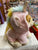 Gund Boo World's Cutest Dog Unicorn Boo 9"