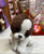 Ty Original Beanie Babies Portia Black and White Terrier Plush 6"