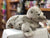 The Puppet Company Full Bodied Grey Seal Puppet 13"