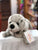 The Puppet Company Full Bodied Grey Seal Puppet 13"