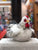 Douglas Salty Black and White Hen Plush 9"