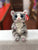 Ty Beanie Bellies Mitzi the Grey Tabby Cat 8"