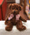 Douglas Chocolate Fuzzy Bear Plush 9.5"