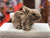 Douglas Taylor Mocha Bunny Plush 8"