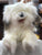 Folkmanis Sheepdog Puppet 22"
