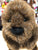 Douglas Chuckwood Groundhog Plush 11"