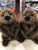 Douglas Chuckwood Groundhog Plush 11"