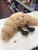 Jellycat Amusable Croissant Plush 8"