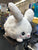 Squishable Snacker White Fluffy Bunny