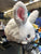 Squishable Mini White Fluffy Bunny