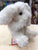 Douglas Cream Lil' Handful Bunny Plush 6"