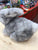 Douglas Tyler Gray Bunny Plush 7"