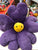 Jellycat Fleury Pansy Flower Plush 14"