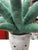 Jellycat Amuseable Big Aloe Vera Plush 18"