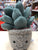 Jellycat Silly Succulent Azulita Plush 6"