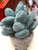 Jellycat Silly Succulent Azulita Plush 6"
