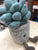 Jellycat Silly Succulent Azulita Plush 6"