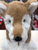 Jellycat Milo Shiba Inu Medium Plush 12"