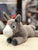 Douglas Skeffy Floppy Donkey Plush 11"