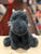 Douglas Sootie Soft Dragon Plush 11"